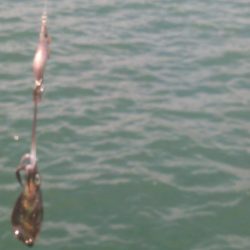 egi王QLive2号銀テープ